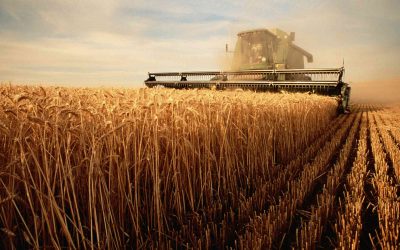 wheat-eb97a59b48694f848b9fc16ff0ececd8